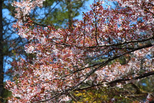 2020年庭園の梅・桜開花情報最終