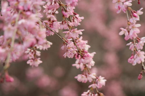 2020年庭園の梅・桜開花情報№12