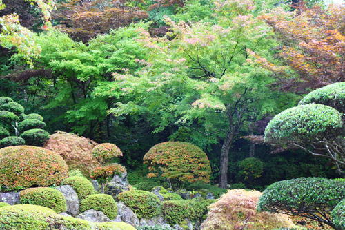 2020年庭園の紅葉情報No.2