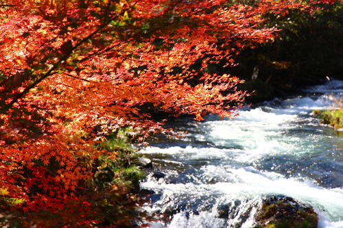 2020年庭園の紅葉情報No.10