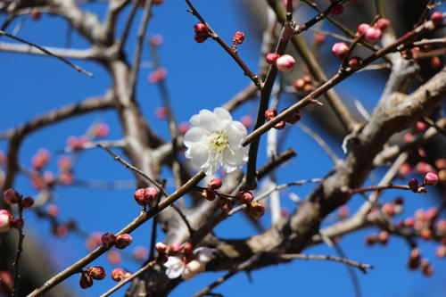 2021年庭園の梅・桜開花情報№1