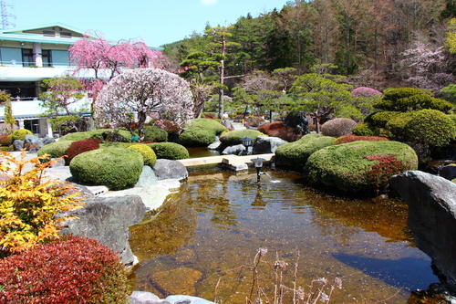 2021年庭園の梅・桜開花情報№11