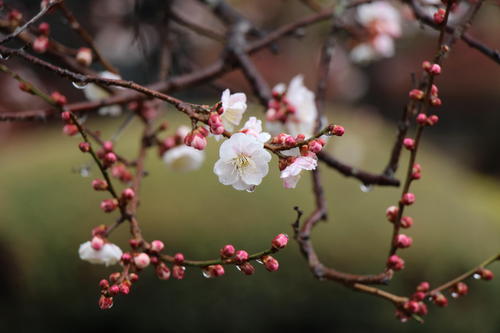 2021年庭園の梅・桜開花情報№3