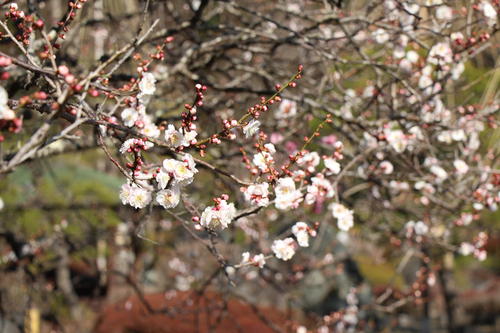 2021年庭園の梅・桜開花情報№4