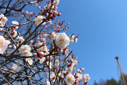 2021年庭園の梅・桜開花情報№5