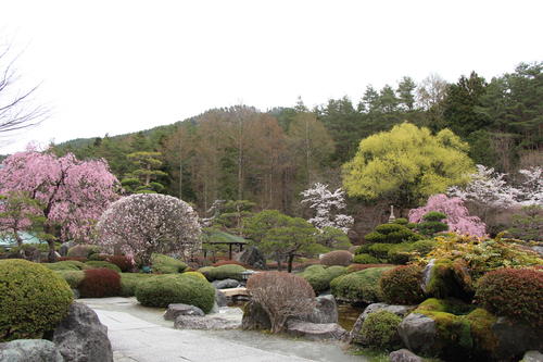 2021年庭園の梅・桜開花情報№13