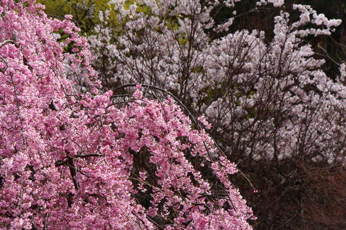 2021年庭園の梅・桜開花情報（最終）