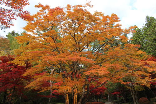 2021年庭園の紅葉情報№7