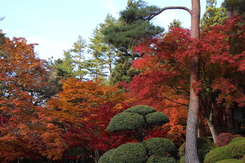 2021年庭園の紅葉情報№9