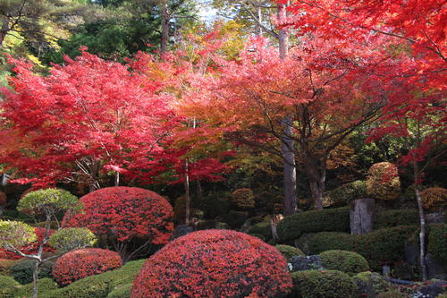 2021年庭園の紅葉情報№10