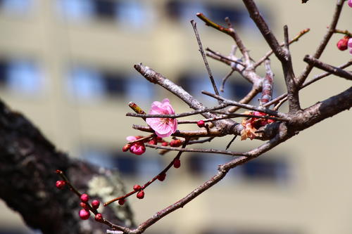 2022年庭園の梅・桜開花情報№2