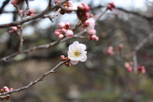 2022年庭園の梅・桜開花情報№1