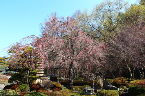 2022年庭園の梅・桜開花情報№6