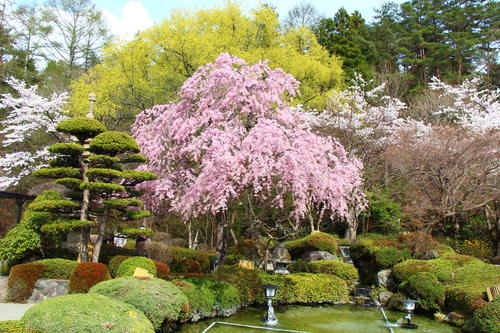 2022年庭園の梅・桜開花情報№8