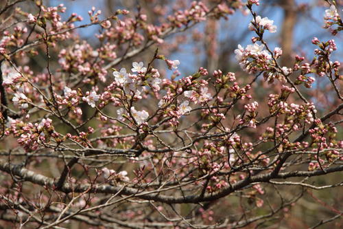 2022年庭園の梅・桜開花情報№7