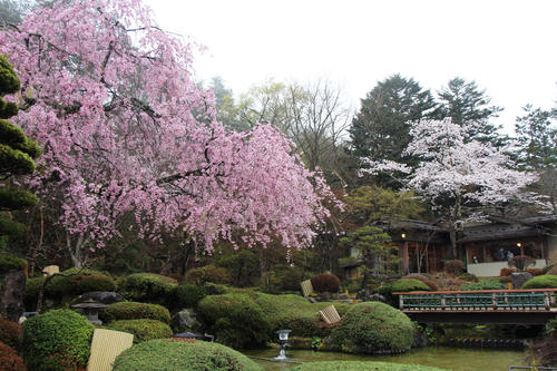 2022年庭園の梅・桜開花情報№9