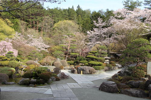 2022年庭園の梅・桜開花情報№10