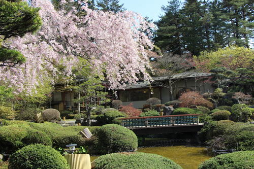 2022年庭園の梅・桜開花情報・最終