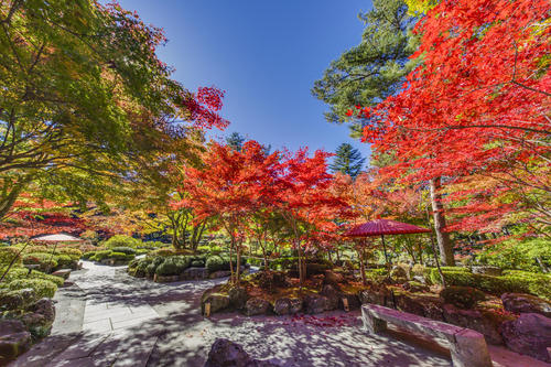 2022鐘山苑・紅葉祭り <br>10月31日（月）～11月6日（日）開催