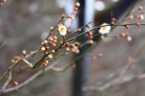 2023年庭園の梅・桜開花情報№1