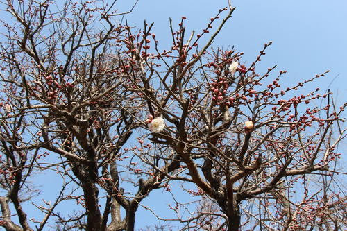 2023年庭園の梅・桜開花情報№3