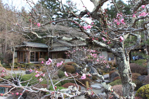 2023年庭園の梅・桜開花情報№3