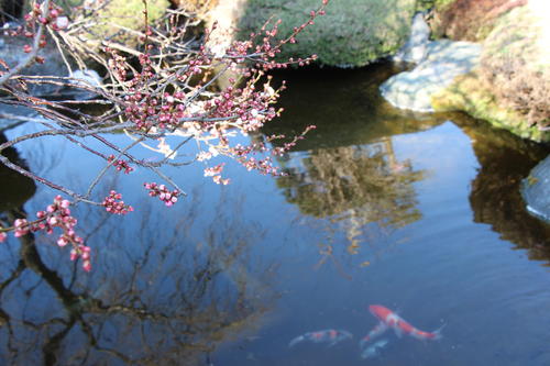 2023年庭園の梅・桜開花情報№4