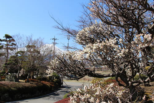 2023年庭園の梅・桜開花情報№6