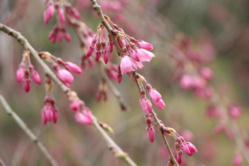 2023年庭園の梅・桜開花情報№9