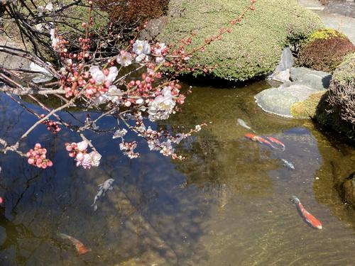 2023年庭園の梅・桜開花情報№5