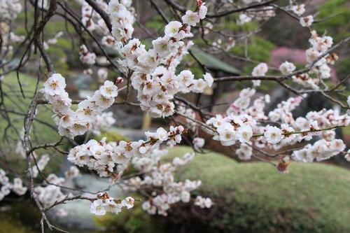 2023年庭園の梅・桜開花情報№10