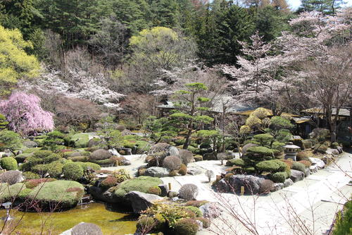 2023年庭園の梅・桜開花情報№11