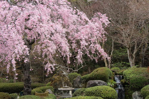 2023年庭園の梅・桜開花情報№11