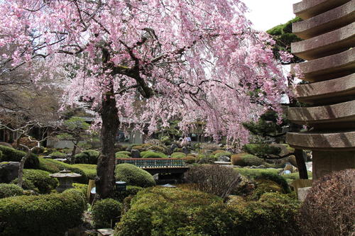 2023年庭園の梅・桜開花情報№12