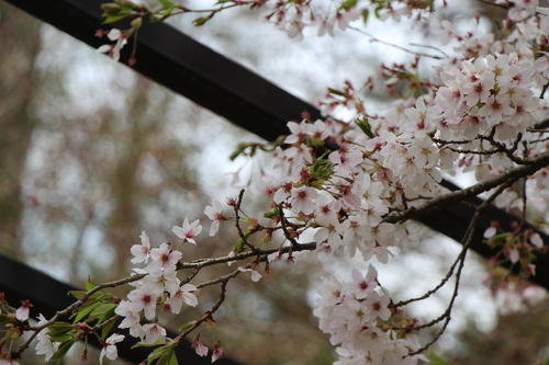 2023年庭園の梅・桜開花情報・最終