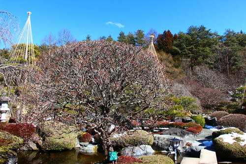 2024年庭園の梅・桜開花情報№4