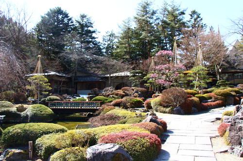 2024年庭園の梅・桜開花情報№6