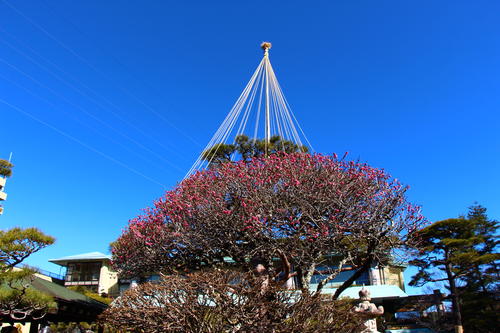 2024年庭園の梅・桜開花情報№7