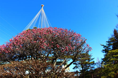 2024年庭園の梅・桜開花情報№8