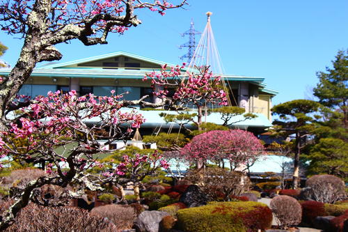 2024年庭園の梅・桜開花情報№9