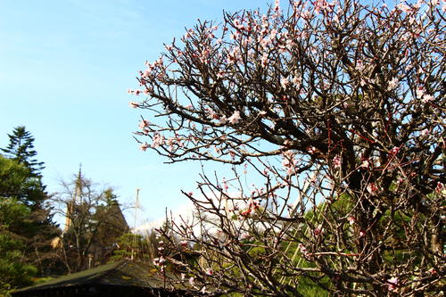 2024年庭園の梅・桜開花情報№10