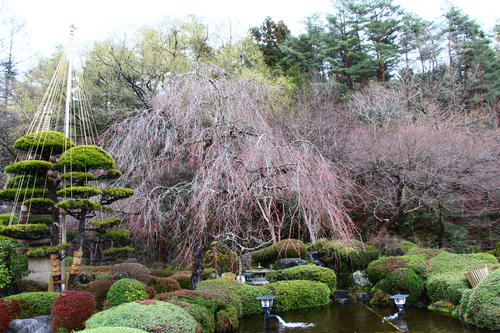 2024年庭園の梅・桜開花情報№11