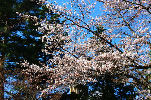 2024年庭園の梅・桜開花情報№14