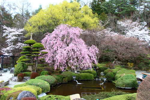 2024年庭園の梅・桜開花情報№15