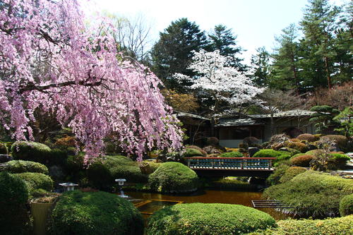 2024年庭園の梅・桜開花情報№16