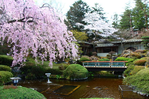 2024年庭園の梅・桜開花情報最終