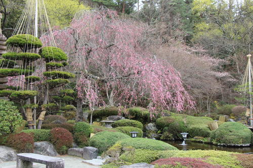 2024年庭園の梅・桜開花情報№13