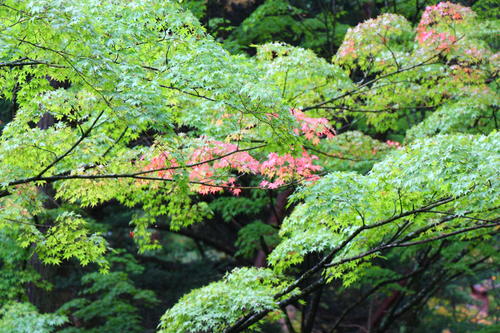 20251021teien (11).JPG