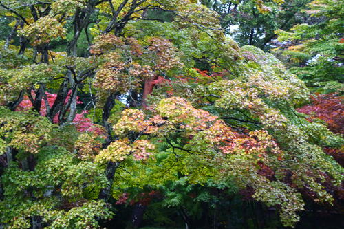 20251025teien (17).JPG