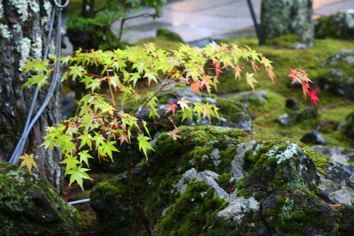 20251025teien (19).JPG